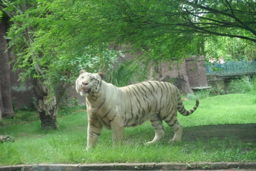 White Tiger : 5 Things you Need to Know - Taman Safari Bali