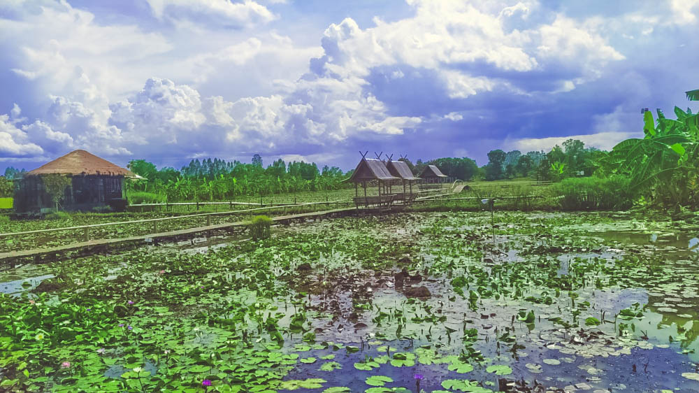 The long bamboo path across the lily field for a coffee เวียน เดอ บัว คาเฟ่